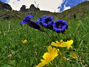 38 Gentiana acaulis (Genziana di Koch) con Valletto